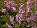 Calluna vulgaris